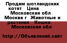 Продам шотландских котят › Цена ­ 4 000 - Московская обл., Москва г. Животные и растения » Кошки   . Московская обл.